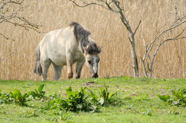 Ein Konikpferd am Schönerlindenen Teich - Verwaltet bei der Berliner Stadtgüter 